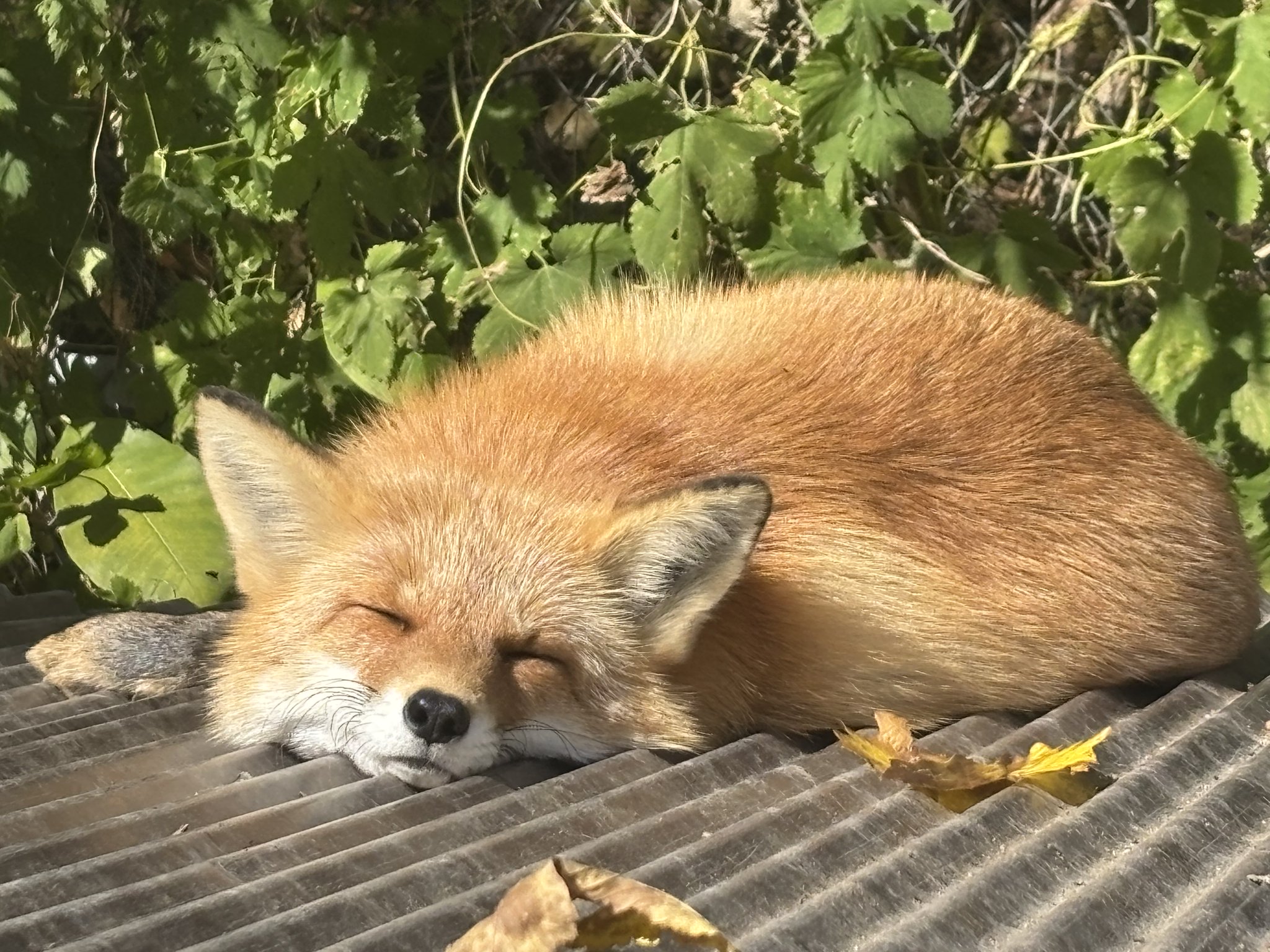 [Algorithm] ZUC —— “祖冲之”流密钥算法的代码解释